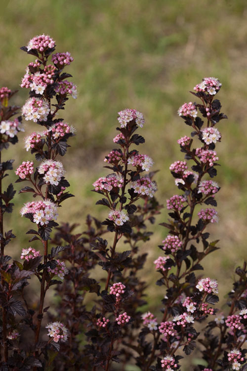  Tiny Wine Ninebark (Physocarpus) - 2 Gallon Pot