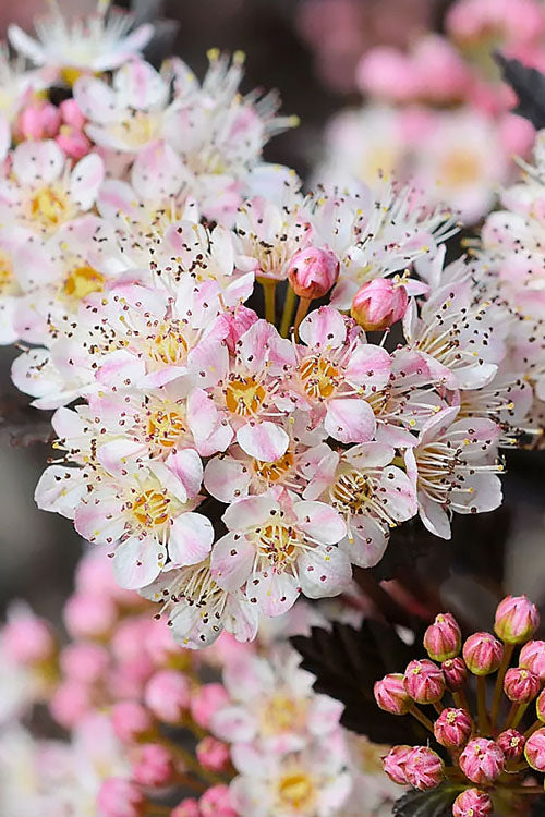  Tiny Wine Ninebark (Physocarpus) - 1 Gallon Pot