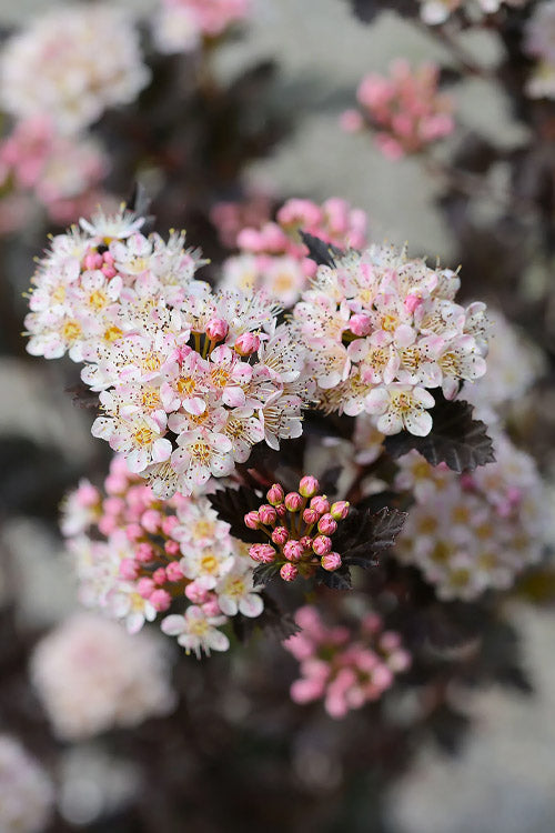  Tiny Wine Ninebark (Physocarpus) - 2 Gallon Pot