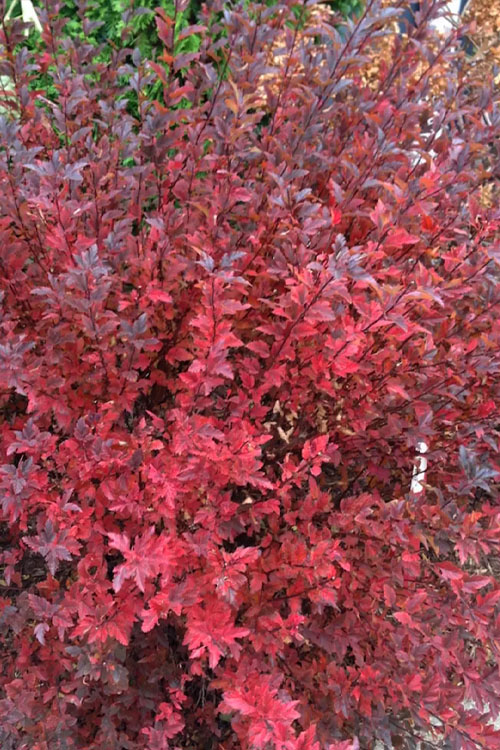  Tiny Wine Ninebark (Physocarpus) - 1 Gallon Pot