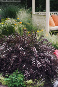  Tiny Wine Ninebark (Physocarpus) - 1 Gallon Pot