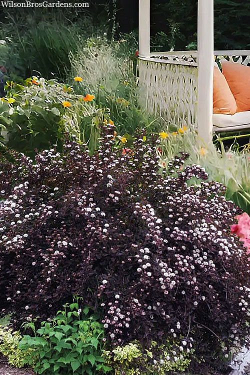  Tiny Wine Ninebark (Physocarpus) - 2 Gallon Pot