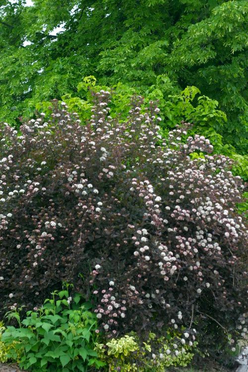  Summer Wine Ninebark (Physocarpus) - 3 Gallon Pot