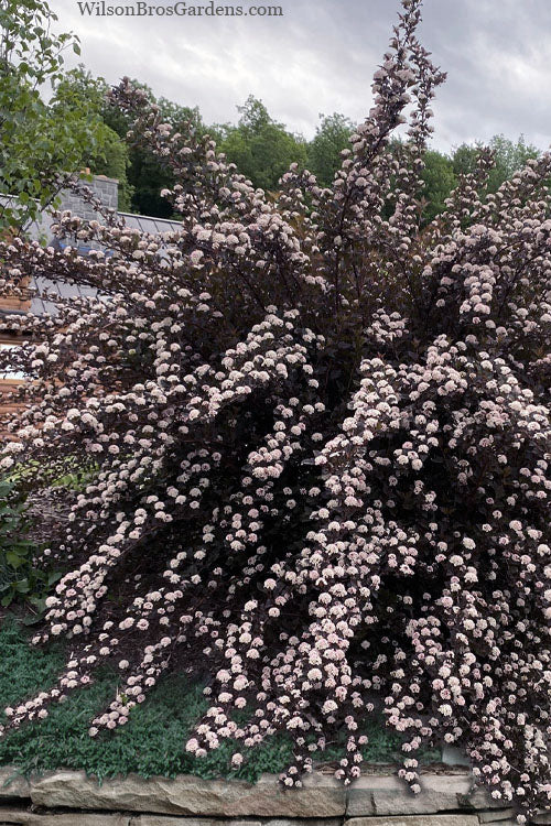  Summer Wine Ninebark (Physocarpus) - 3 Gallon Pot