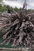  Summer Wine Ninebark (Physocarpus) - 3 Gallon Pot