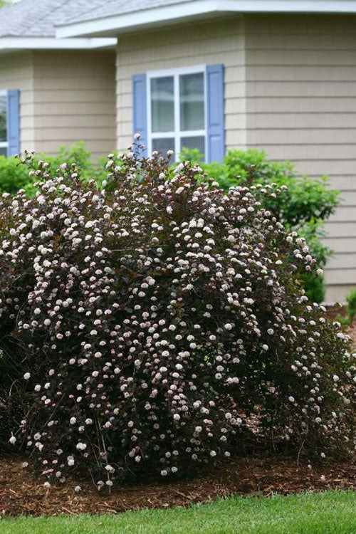  Summer Wine Ninebark (Physocarpus) - 3 Gallon Pot