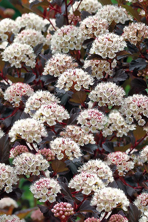  Summer Wine Ninebark (Single Trunk Tree Form) - 7 Gallon Pot (5-6’)