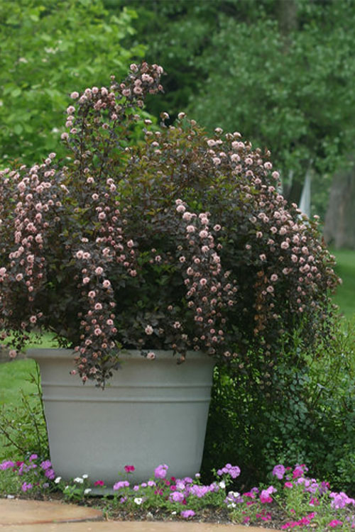  Summer Wine Ninebark (Physocarpus) - 3 Gallon Pot