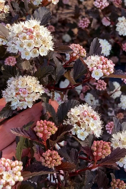  Summer Wine Ninebark (Physocarpus) - 3 Gallon Pot