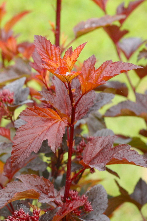  Ginger Wine Ninebark (Physocarpus) - 3 Gallon Pot