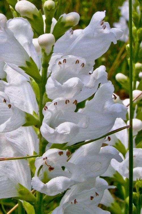  Miss Manners White Obedient Plant (Physostegia) - 1 Gallon Pot