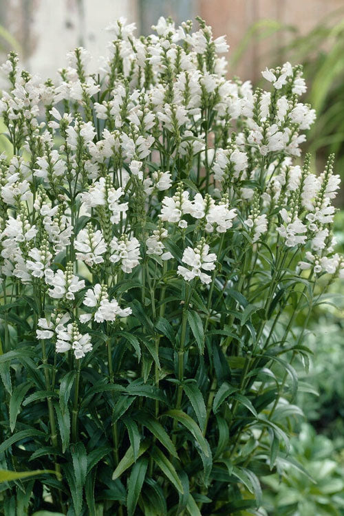  Miss Manners White Obedient Plant (Physostegia) - 1 Gallon Pot