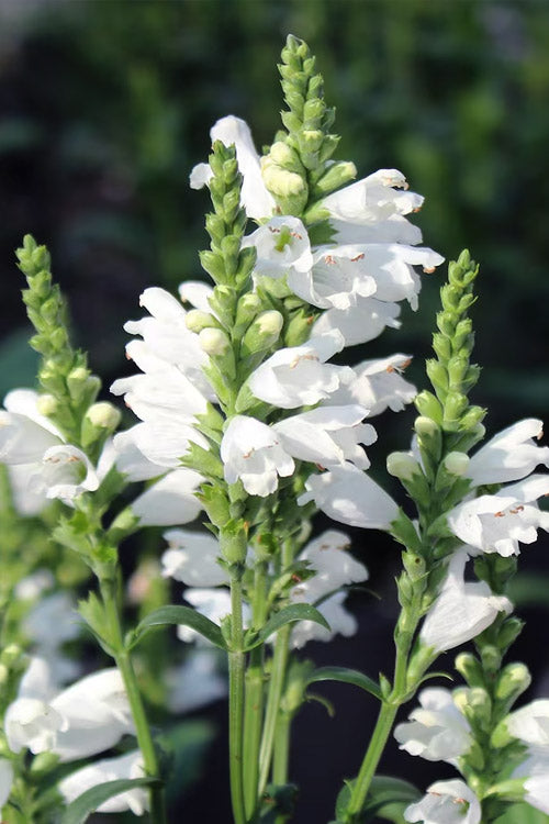  Miss Manners White Obedient Plant (Physostegia) - 1 Gallon Pot