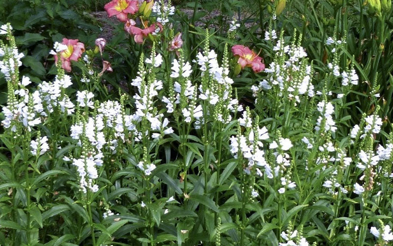 Miss Manners White Obedient Plant (Physostegia) - 1 Gallon Pot