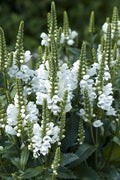  Miss Manners White Obedient Plant (Physostegia) - 6 Pack Of 1 Gallon Pots