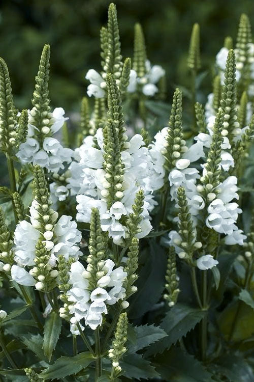  Miss Manners White Obedient Plant (Physostegia) - 1 Gallon Pot