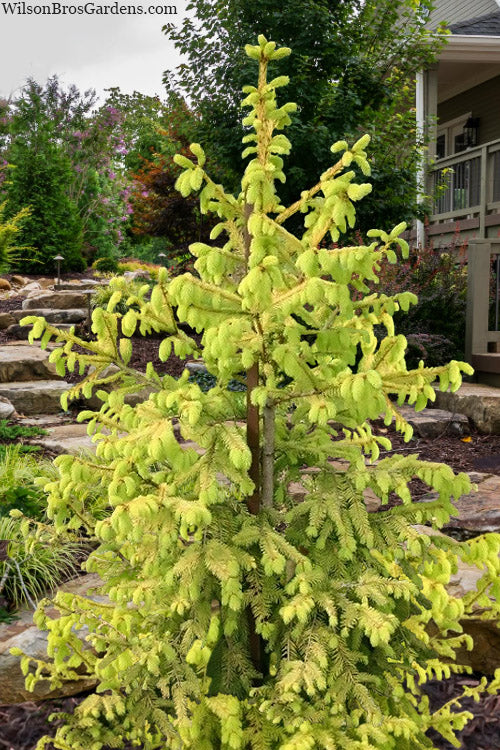  Magnificent Golden Norway Spruce - 1 Gallon Pot