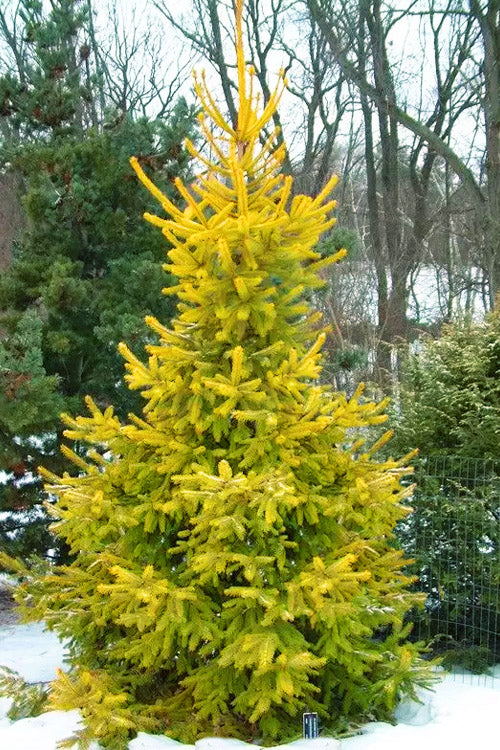  Magnificent Golden Norway Spruce - 1 Gallon Pot