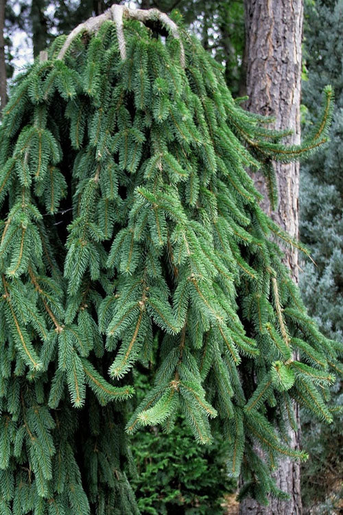  Cobra Weeping Norway Spruce - 3 Gallon Pot