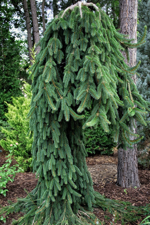  Cobra Weeping Norway Spruce - 1 Gallon Pot