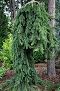  Cobra Weeping Norway Spruce - 3 Gallon Pot