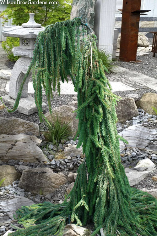  Cobra Weeping Norway Spruce - 3 Gallon Pot