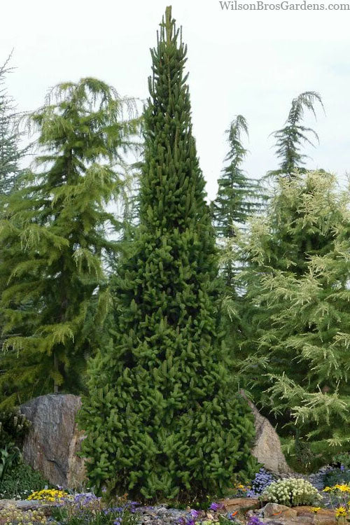  Cupressina Columnar Norway Spruce (Picea Abies) - 1 Gallon Pot