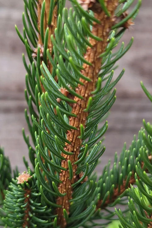  Cupressina Columnar Norway Spruce (Picea Abies) - 5 Gallon Pot