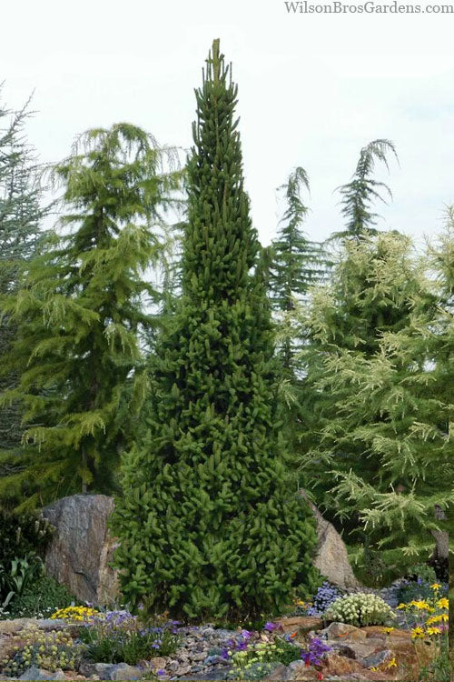  Cupressina Columnar Norway Spruce (Picea Abies) - 3 Gallon Pot