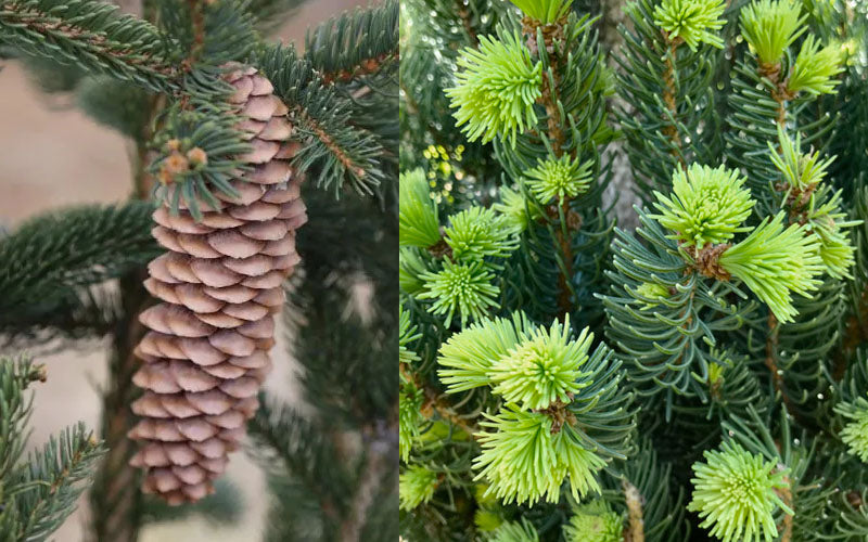  Cupressina Columnar Norway Spruce (Picea Abies) - 1 Gallon Pot