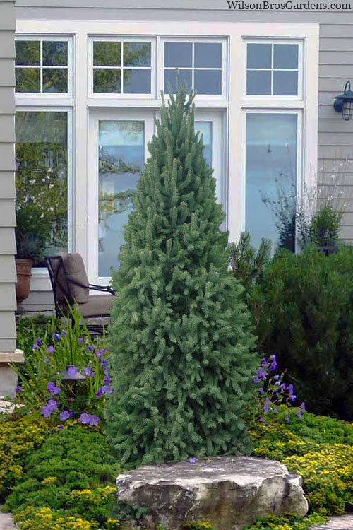  Dwarf Columnar Norway Spruce (Picea Abies 'Fastigiata Compacta') - 2 Gallon Pot