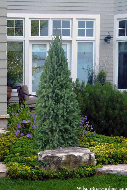  Dwarf Columnar Norway Spruce (Picea Abies 'Fastigiata Compacta') - 2 Gallon Pot