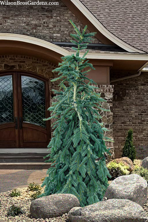  Blue Weeping Norway Spruce - 6 Gallon Pot