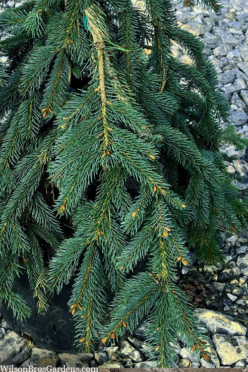  Blue Weeping Norway Spruce - 1 Gallon Pot