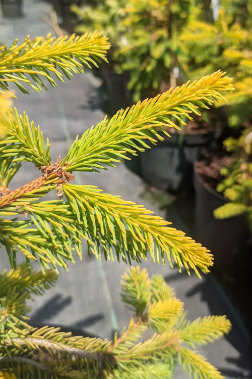  Gold Drift Weeping Norway Spruce (Picea Abies) - 2 Gallon Pot