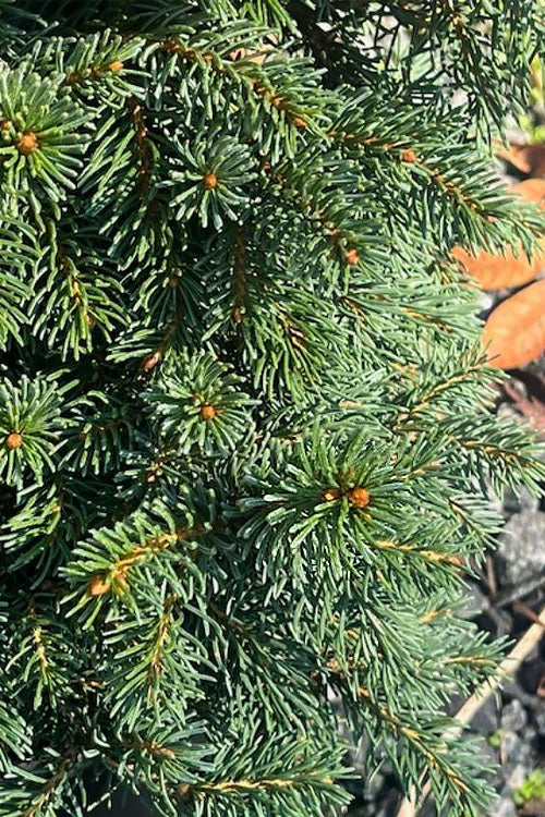  Kamon Dwarf Norway Spruce - 1 Gallon Pot