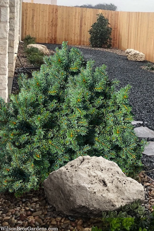  Kamon Dwarf Norway Spruce - 1 Gallon Pot