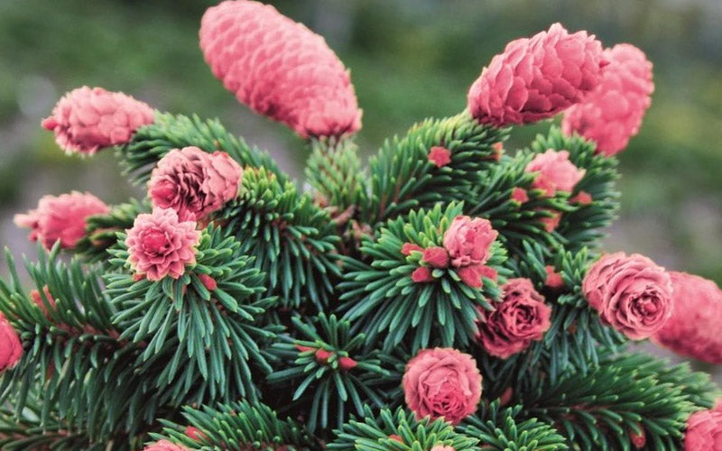  Medusa Dwarf Norway Spruce (Picea Abies) - 1 Gallon Pot