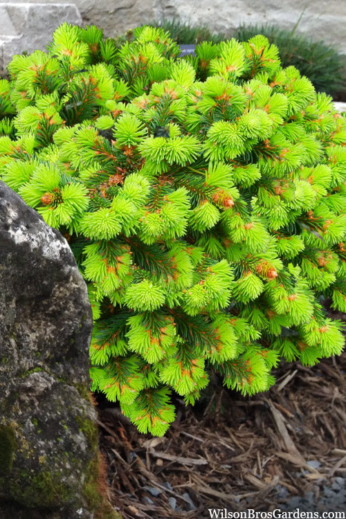 Medusa Dwarf Norway Spruce (Picea Abies) - 1 Gallon Pot