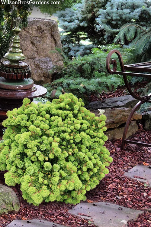  Medusa Dwarf Norway Spruce (Picea Abies) - 1 Gallon Pot