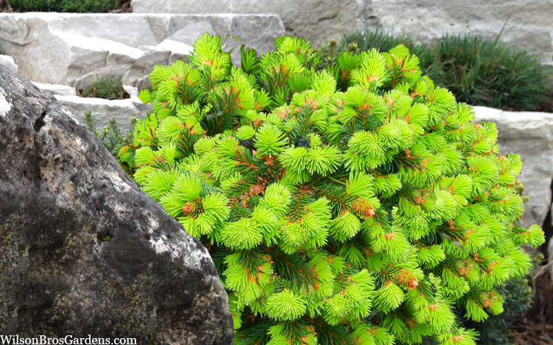  Medusa Dwarf Norway Spruce (Picea Abies) - 1 Gallon Pot