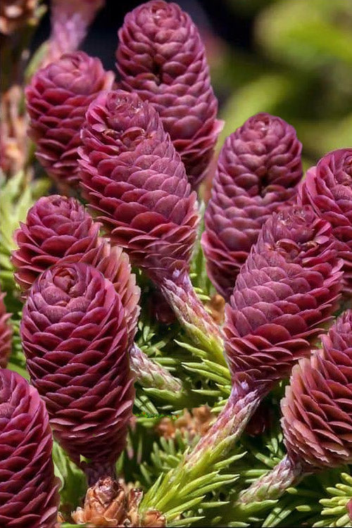  Medusa Dwarf Norway Spruce (Picea Abies) - 1 Gallon Pot
