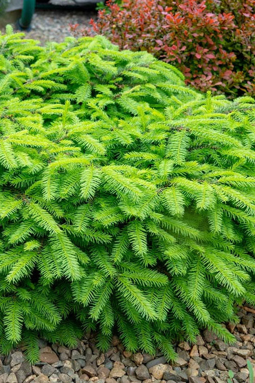  Bird's Nest Spruce (Picea Abies 'Nidiformis') - 2 Gallon Pot