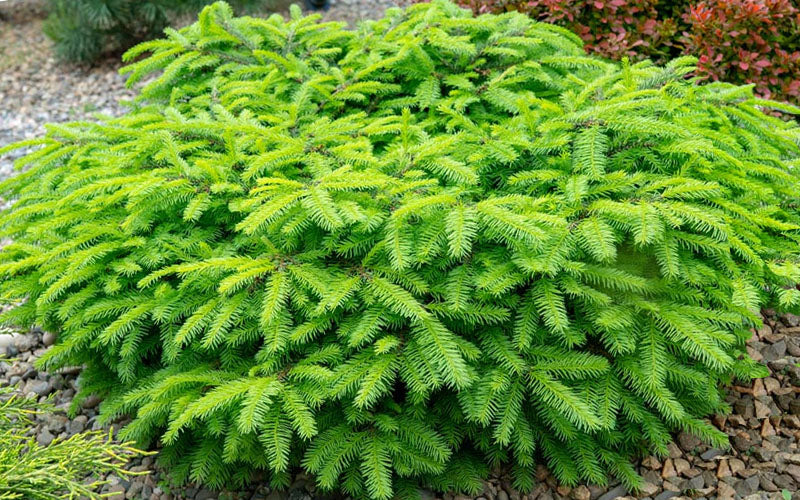  Bird's Nest Spruce (Picea Abies 'Nidiformis') - 6 Gallon Pot