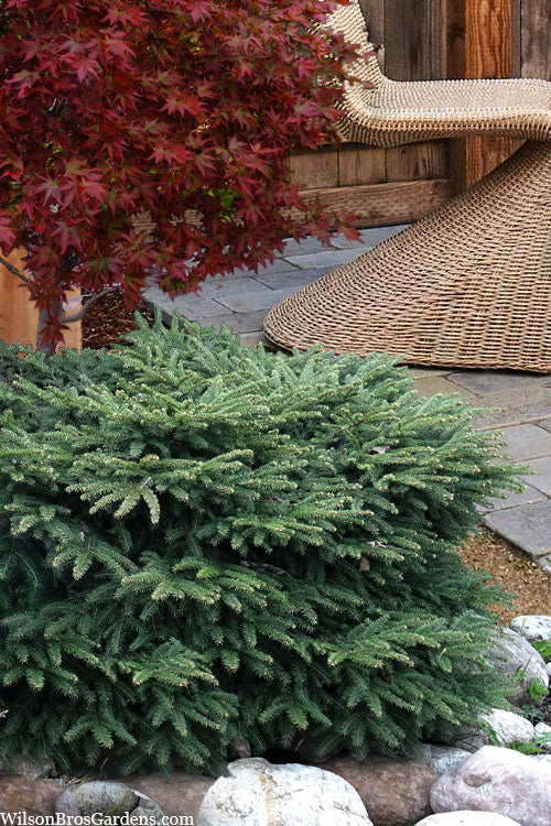  Bird's Nest Spruce (Picea Abies 'Nidiformis') - 6 Gallon Pot