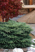  Bird's Nest Spruce (Picea Abies 'Nidiformis') - 6 Gallon Pot
