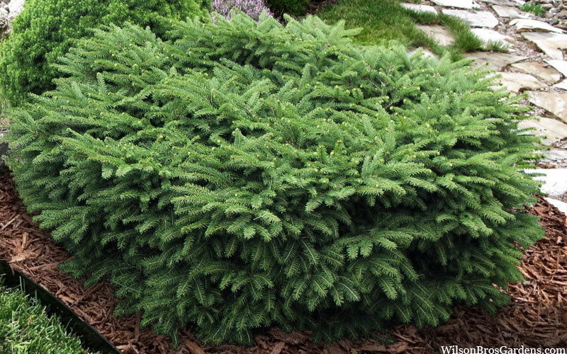  Bird's Nest Spruce (Picea Abies 'Nidiformis') - 6 Gallon Pot