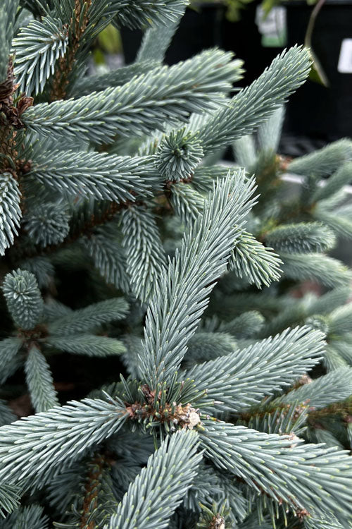  Paul's Select Blue Norway Spruce (Picea Abies) - 5 Gallon Pot