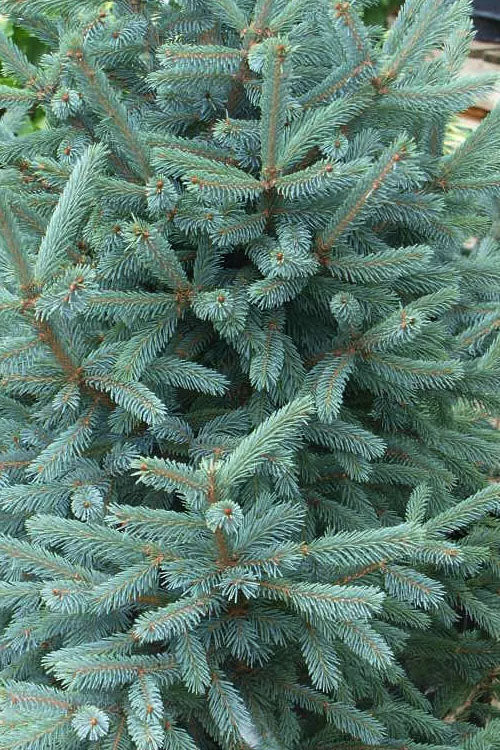  Paul's Select Blue Norway Spruce (Picea Abies) - 1 Gallon Pot