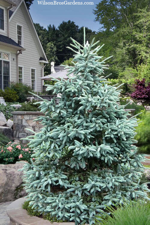  Paul's Select Blue Norway Spruce (Picea Abies) - 5 Gallon Pot